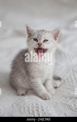 Cute tabby Scottish short hair silver kitten. Dreaming kittens sleep on a bed under warm white blanket. Pets sleep at cozy home. Top down view web Stock Photo