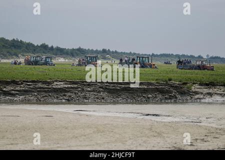 Pêche à pied en baie de Somme, coques, hénons Stock Photo