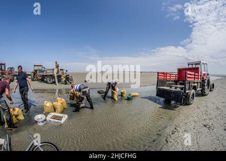 Pêche à pied en baie de Somme, coques, hénons Stock Photo