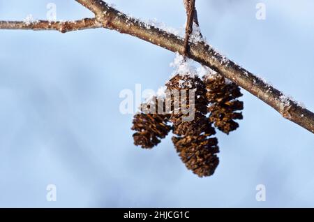 Twig with hanging alder cones in winter. Stock Photo