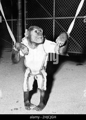 Ham, the first chimpanzee in space Stock Photo - Alamy