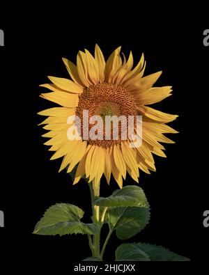 Single flowering sunflower head (Helianthus Annus). Yellow sunflower cut out  against a black background Stock Photo