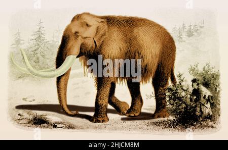 There are two extinct genera hi-res stock photography and images - Alamy There are two extinct genera hi-res stock photography and images - Alamy