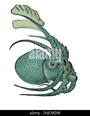 Argonauta argo, also known as the greater argonaut, is a species of pelagic octopus belonging to the genus Argonauta. Argonauta argo is cosmopolitan, occurring in tropical and subtropical waters worldwide. Color enhanced. Stock Photo