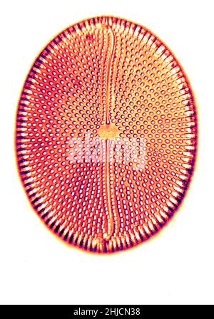 Diatom, from Bori, Hungary. Magnification: 1000x. Photomicrograph made by Arthur E Smith in the early 1900s, using a combined microscope and camera. In 1904, the Royal Society in London exhibited a series of Smith's photomicrographs to the public. They were later published in 1909 in a book called 'Nature Through Microscope & Camera.' They were the first examples of photomicroscopy many had ever seen. Stock Photo