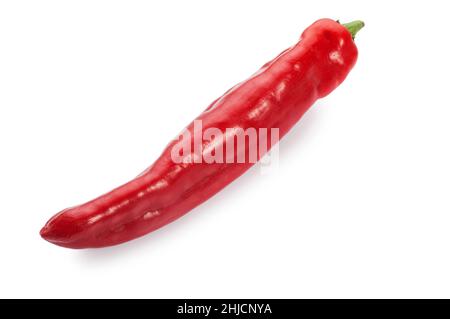 Studio shot of a single jalapeño pepper cut out against a white background - John Gollop Stock Photo