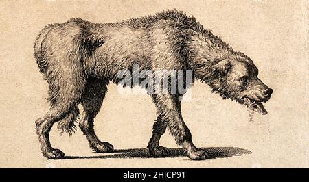 A dog with rabies. Historical line engraving from 1800 after Louis-Pierre Baltard. Stock Photo