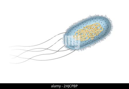 Illustration of the Escherichia coli, or E. coli bacteria. E. coli is a rod shaped bacteria, commonly found in the lower intestine of warm-blooded organisms. Certain strains can cause food-poisoning in humans. Stock Photo