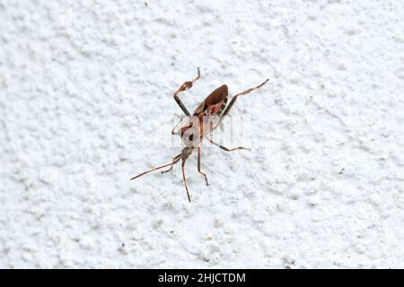 Western Conifer Seed Bug Coreoides Leatherbugs, Coreidae Leaf-footed Bugs, Coreinae Anisoscelini Leptoglossus occidentalis Stock Photo