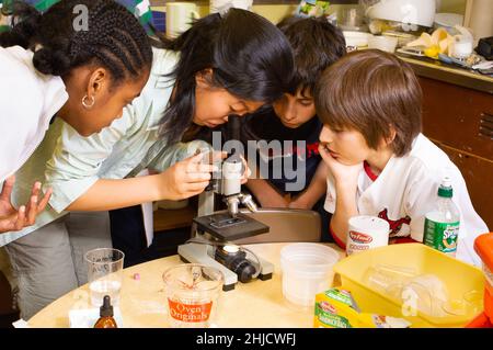 Education Elementary or Middle School Grade 6 science class DNA extraction group of two girls and two boys working on experiment, using microscope Stock Photo