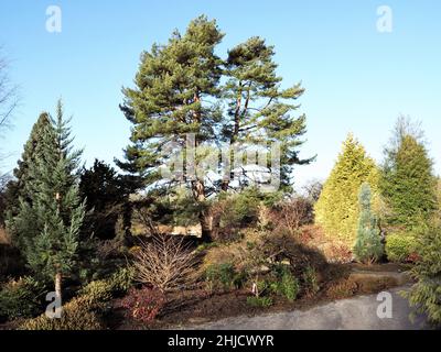 Pine tree and conifers in a garden with a blue sky Stock Photo