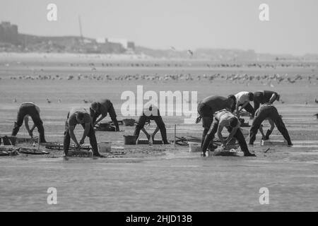 Pêche à pied en baie de Somme, coques, hénons Stock Photo