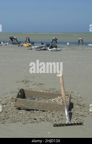 Pêche à pied en baie de Somme, coques, hénons Stock Photo