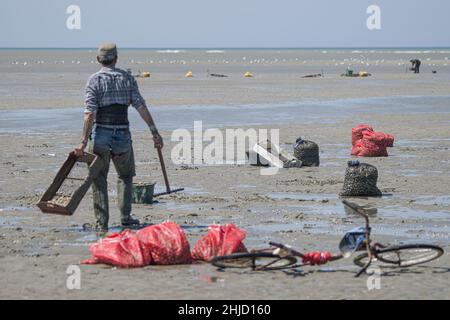 Pêche à pied en baie de Somme, coques, hénons Stock Photo