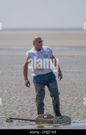 Pêche à pied en baie de Somme, coques, hénons Stock Photo