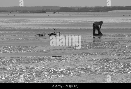 Pêche à pied en baie de Somme, coques, hénons Stock Photo