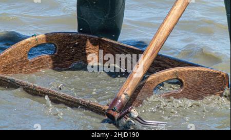 Pêche à pied en baie de Somme, coques, hénons Stock Photo