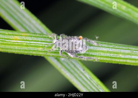 The waxy grey pine needle aphid -  Schizolachnus pineti is common and widespread in Europe and parts of Asia and introduced to North America. Insects Stock Photo