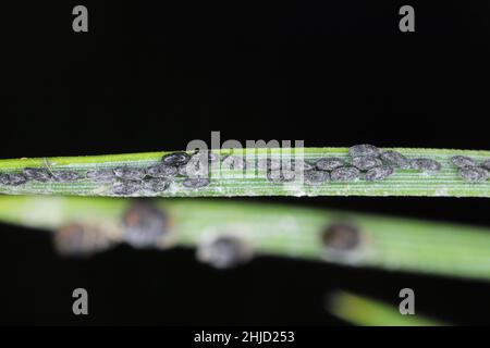 Eggs of the waxy grey pine needle aphid -  Schizolachnus pineti is common and widespread in Europe and parts of Asia and introduced to North America. Stock Photo