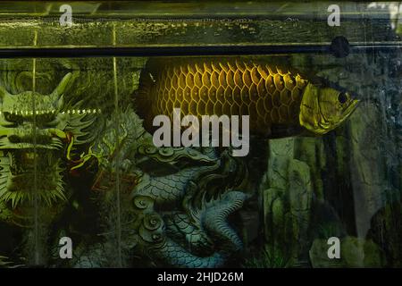 The Asian arowana, (Scleropages formosus) in a big aquarium with beauty dragon on background. Dragonfish(arowana) is symbol of wealth in Feng Shui Stock Photo