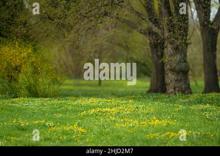 Forest glade full of yellow spring flowers Stock Photo