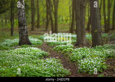 Forest glade full of white spring flowers Stock Photo