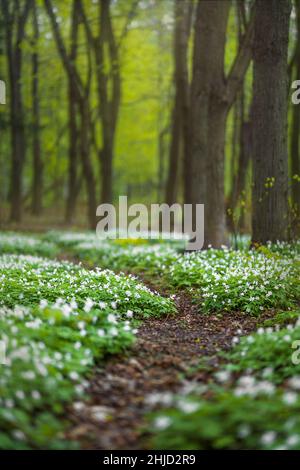 Forest glade full of white spring flowers Stock Photo