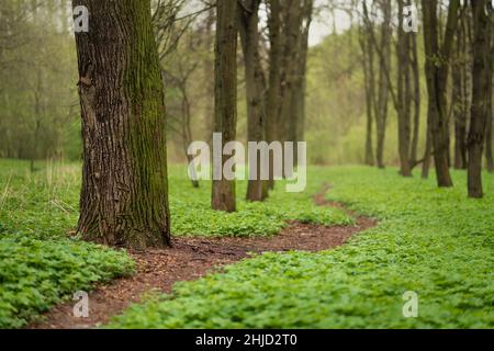 Path through the spring forest with fresh greenery Stock Photo