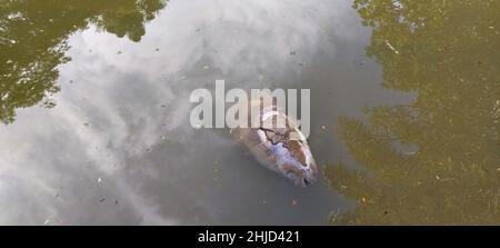 Fish dead in the Lake, Minas Gerais, Brazil Stock Photo - Alamy
