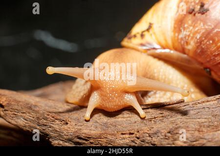 An African land snail on a piece of brown driftwood Stock Photo
