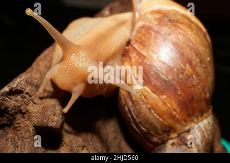 An African land snail on a piece of brown driftwood Stock Photo