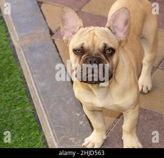 A cute french Bulldog looks disapprovingly at the camera Stock Photo