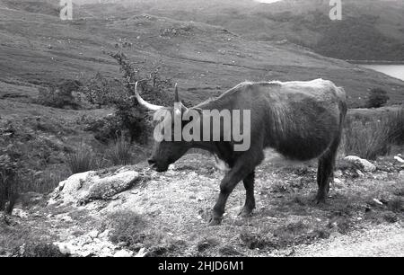 1950s, historical, highland cow on rough ground by the side of a country track, Scottish Highlands, Scotland, UK. A rustic breed of cattle, the Highland is a hardy breed that wanders freely over the wild landscape of mountains, lochs and glens. Stock Photo