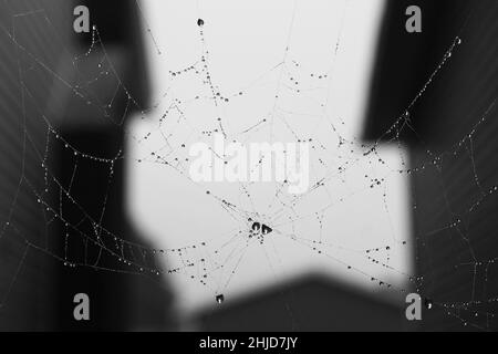 Close-up of raindrops caught in a spider web that is suspended between two houses. Stock Photo