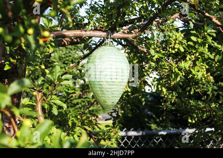 Close-up of a paper wasp nest decoy hanging from an apple tree. Stock Photo