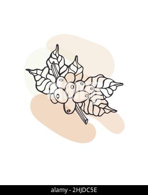Hand drawn vector illustration of coffee branch with beans. Suit for poster, cover and card design, marketing material, print. Paster colours and Stock Vector