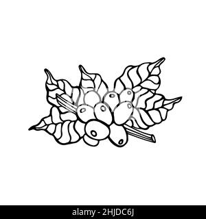 Isolated hand drawn black and white illustration of coffee branch with beans. Icon and sign for cafe or products Stock Vector