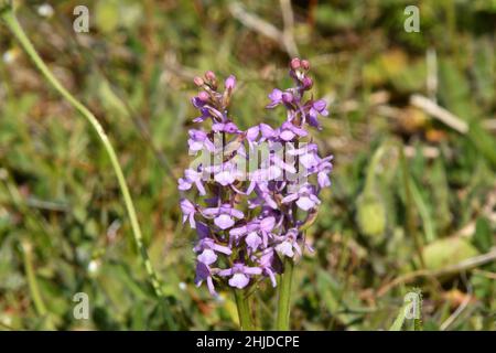 Common Fragrant Orchid,Gymnadenia conopsea,Chalk Fragrant Orchid,growing on chalk downland in Wiltshire.UK Stock Photo