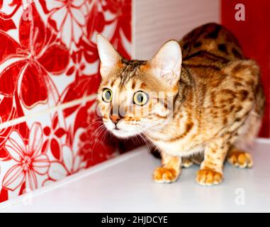 looking Bengal cat on a red background in the bathroom, leopard color, theme cats, kittens and cats in the house, beautiful pets their photos and thei Stock Photo