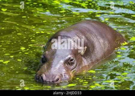 The pygmy hippopotamus (latin name Choeropsis liberiensis or Hexaprotodon liberiensis), a small hippopotamid in a water. Stock Photo