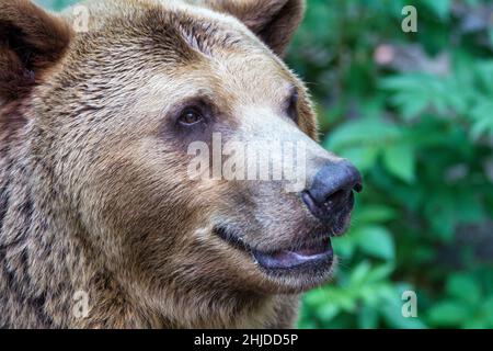 The brown bear (latin name Ursus arctos), head profile in close up view. Stock Photo