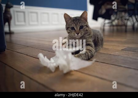 Tabby kitten on a wooden parquet Stock Photo