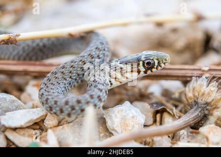 Balkan whip snake (Hierophis gemonensis, formerly known as Coluber gemonensis), young. Stock Photo