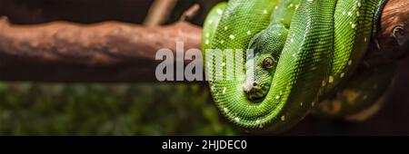 Green python snake on a branch with green leaves. A green python hangs on a branch of an old tree. Stock Photo