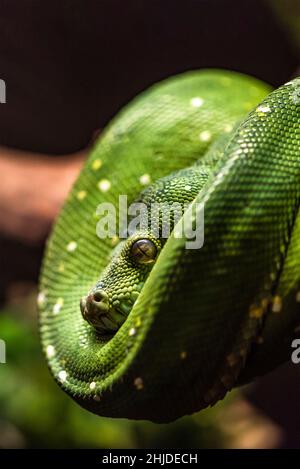 Green python snake on a branch with green leaves. A green python hangs on a branch of an old tree. Stock Photo