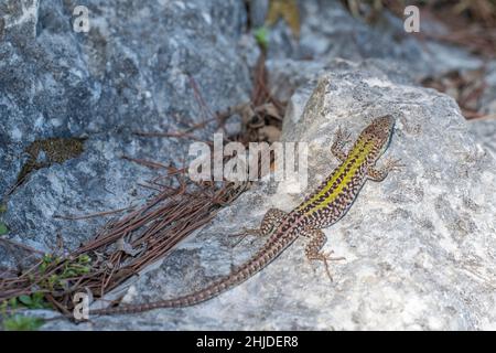 Northern Italian Wall Lizard (Subspecies Podarcis siculus campestris) ·  iNaturalist