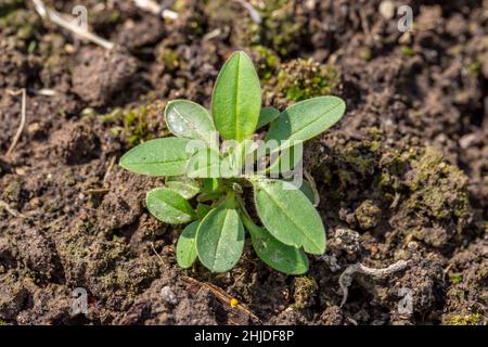 Capsella bursa-pastoris weed in the garden Stock Photo