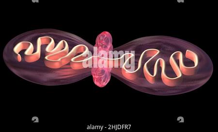 Cell dividing . Mitochondria splitting, DNA replication. 3d render illustration Stock Photo