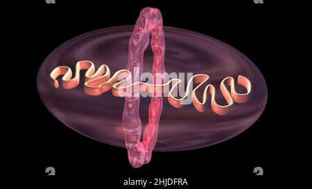 Cell dividing . Mitochondria splitting, DNA replication. 3d render illustration Stock Photo