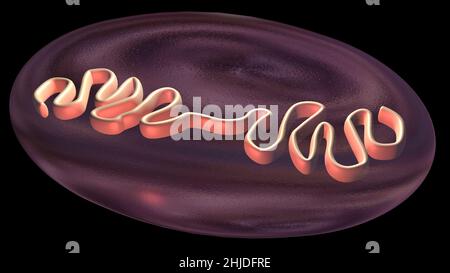 Cell dividing . Mitochondria splitting, DNA replication. 3d render illustration Stock Photo